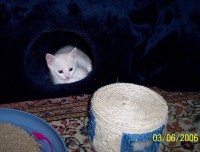 /album/fotogalerie-miezekatzen/flecki-1-jpg2/